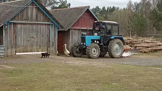 Аист ходит по двору