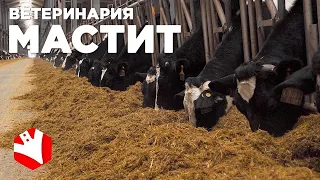 Мастит у коровы | Болезни коров | Животноводство