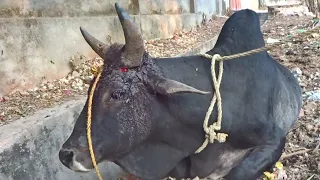 Bull grew but the rope did not, healing an excruciating wound