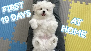 WE GOT A NEW MALTESE PUPPY: FIRST TEN DAYS AT HOME