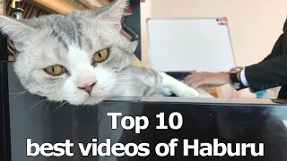 Top 10 best videos of Haburu - The best music of all time