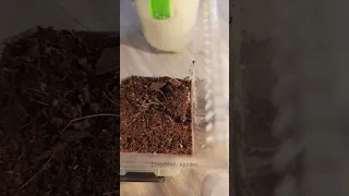 Feeding My trapdoor spider