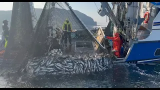 (Skiff POV): INSANE 30K lbs. Salmon Set - Wild Alaska Purse Seining