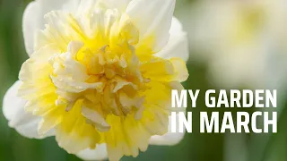 My garden in March | Spring has arrived! Daffodils & tulips flowering. Planting hellebores & lettuce