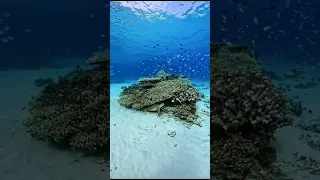 under the sea | explore the vibe | Lakshadweep | #lakshadweep #lakshadweepislands