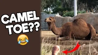 ZOO PUNS! | The Pun Guys