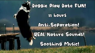 FHD 11 HOURS Dog Anti-Separation! FUN Play Date REAL SOUNDS with Music #dog #dogtv #dogvideo #animal