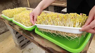 No need to water - The secret to making bean sprouts at home quickly and with little effort