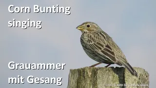 Grauammer mit Gesang – Corn Bunting singing (Emberiza calandra)