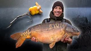 🐋 Thijs Last vangt een Nederlandse winterveertiger voor de camera! 🇳🇱