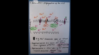 Neuronal Communication OCR A Level Biology