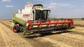 Жнива 2021 Пшеница CLAAS LEXION 460 AND MAN TGX 440