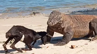 The Goat Pretends To Be Hit By a Komodo Dragon 😅