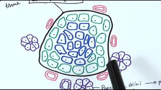 A2 Biology - Histology of the pancreas (OCR A Chapter 14.2)