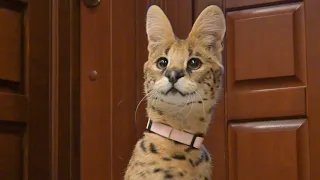 Сервал встречает ,разбирает чемоданы и ворует сосиску😹 serval cat