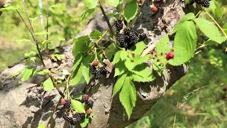 Саджанці ожини від Дім і Сад