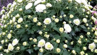 Хризантема - королева осени. Chrysantheme - Königin des Herbstes. Chrysanthemum - queen of autumn.