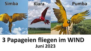3 Papageien FLIEGEN im WIND ❤️🦜