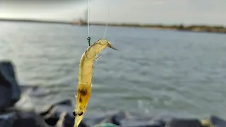 Small  Trevally Fishes Caught Using Live Prawns