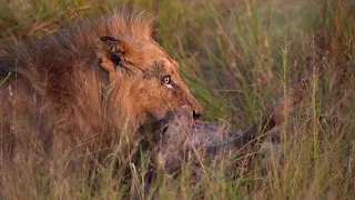 Lion Feeds on a Hyena & White Lions Appear!