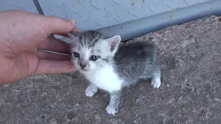 Baby kitten found on a small street