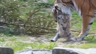 虎妈嫌小老虎走路太慢，接下来虎妈的举动小老虎蒙了