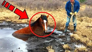 Человек помог плачущей лошади. Вы не поверите, как она его отблагодарит!