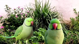 Mitthu ki awaaz | parrot ki awaaz | parrot talking video| Parrot sound| Tanishu Singh Miniature