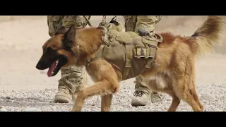 Military Dog Kuga Posthumously Awarded Dickin Medal For Bravery