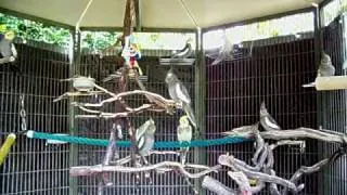 Cockatiel Aviary