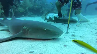 Belize Nurse Shark Dive March 2020