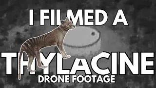 Tasmanian Tiger (Thylacine) filmed in 2023 on the mainland? 1080p