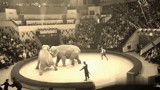 Шариков идёт в цирк на слонов
