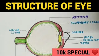 Structure of Eye | Layers of Eye | 10k Special