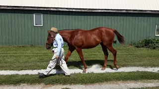 CTHS Ont Hip 86 - Rookie Sensation x Sterling Slipper - Chestnut Colt