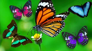 The most beautiful butterflies on earth. How Butterflies Transform.