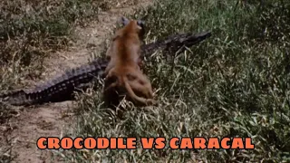 CROCODILE VS CARACAL