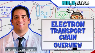 Metabolism | Electron Transport Chain: Overview