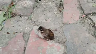 First Flight of little bird | Rover Soul Amit | #birds #first #flight #nature