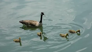 La Bernache du Canada. Une sortie en Famille