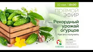 Рекордный урожай огурцов. Как его получить? | Прямой эфир | 10 мая в 19:00