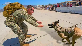 30 Dogs Reunited With Humans After Years !