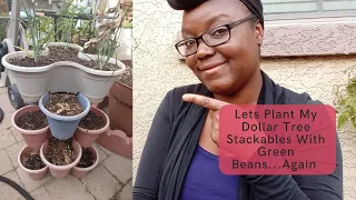 Lets Plant My Dollar Tree Stackables With Green Beans...Again