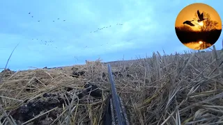 охота на гуся отличные налеты