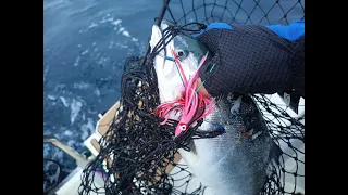 Троллинг на дальнем кордоне, яхта Мордашова и подводные съемки