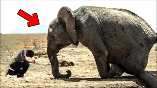 Crying elephant begs man for help. What happened next is unbelievable