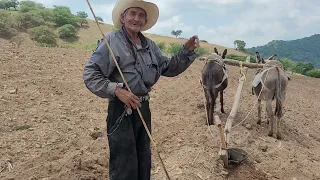 Visitando la yunta de🫏burros🫏del Tio Alfonso Martinez🤠en Temporada de barbecho