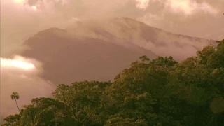 Solomon Islands: The Wood for the Trees