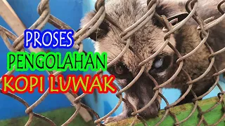 CARA PRODUKSI KOPI LUWAK TUTORIAL