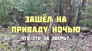 Зашёл на приваду ночью. Что это за зверь?